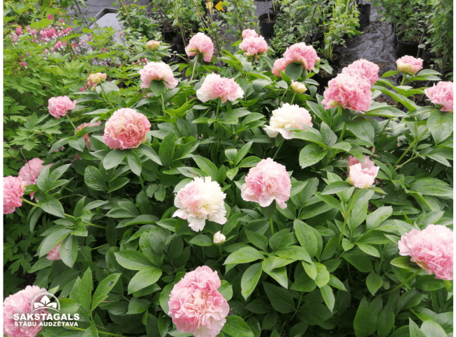 Paeonia lactiflora   'Lois Choice'